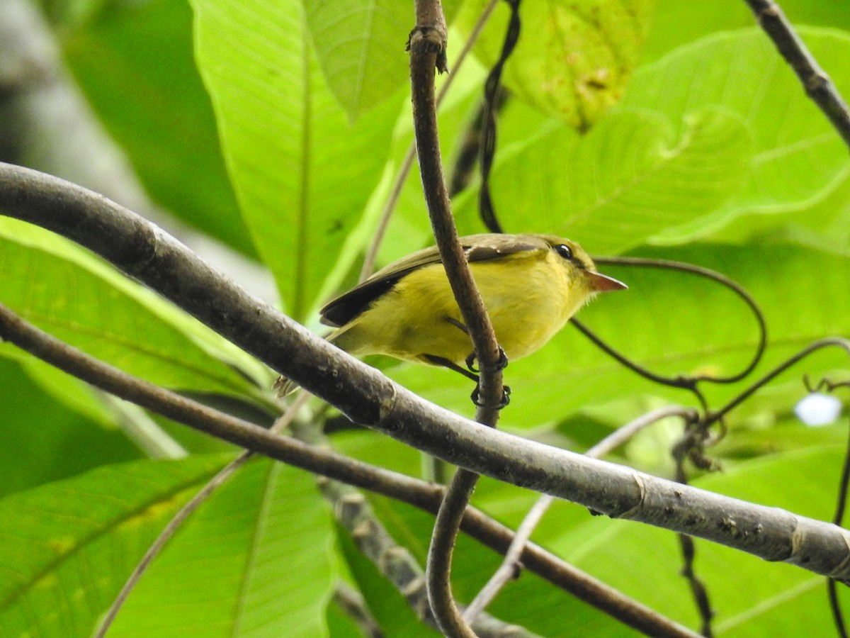 Golden-bellied Flyrobin - ML63328251