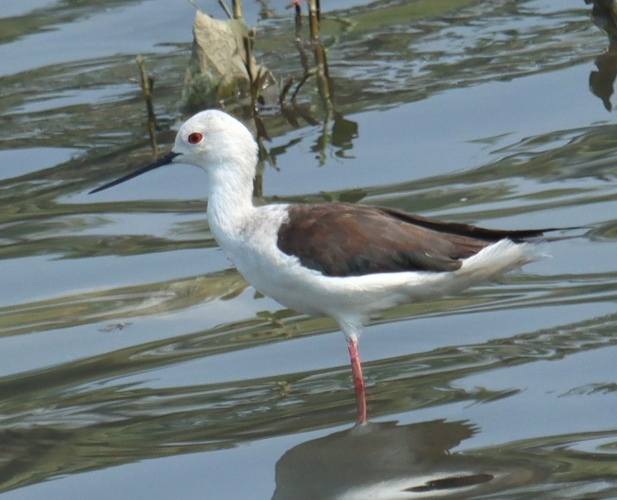 Ходулочник - ML633282557