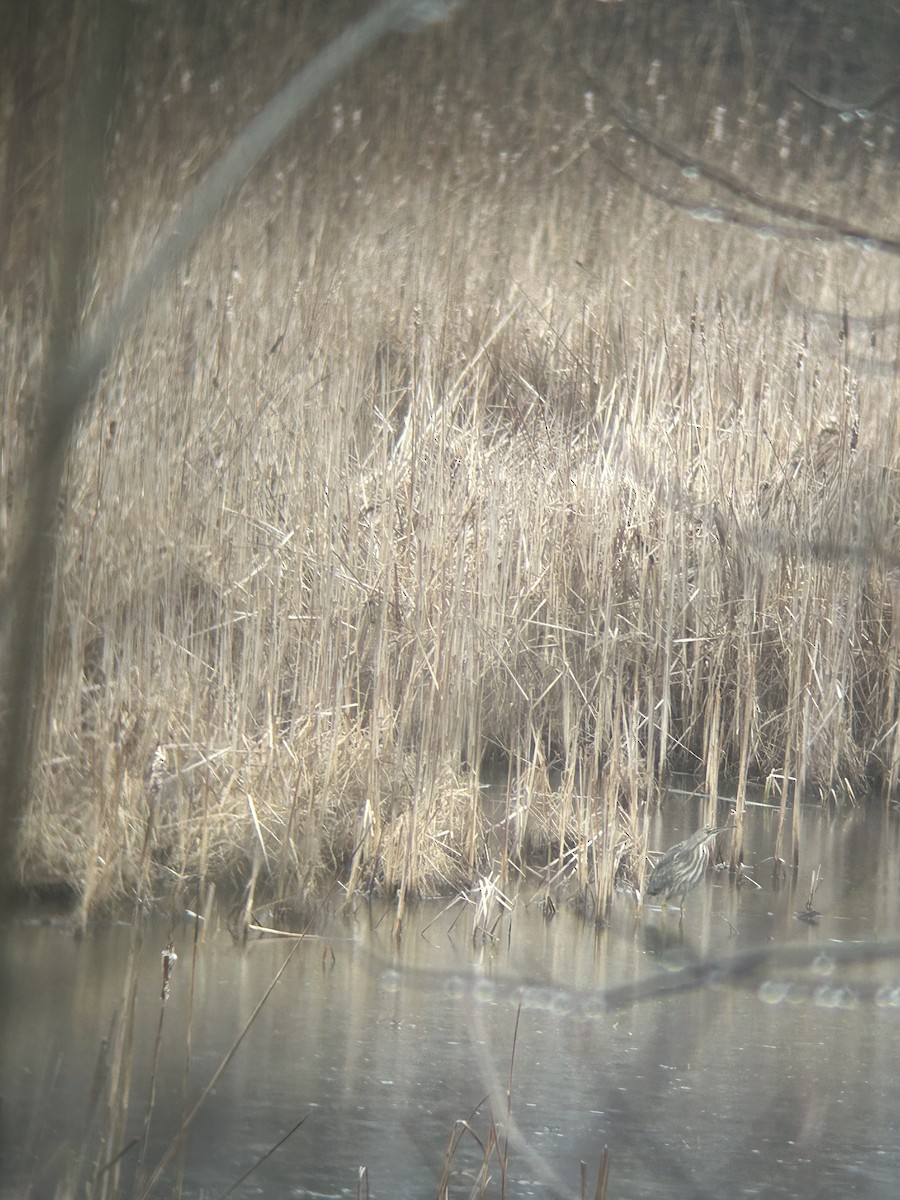 American Bittern - ML633282563
