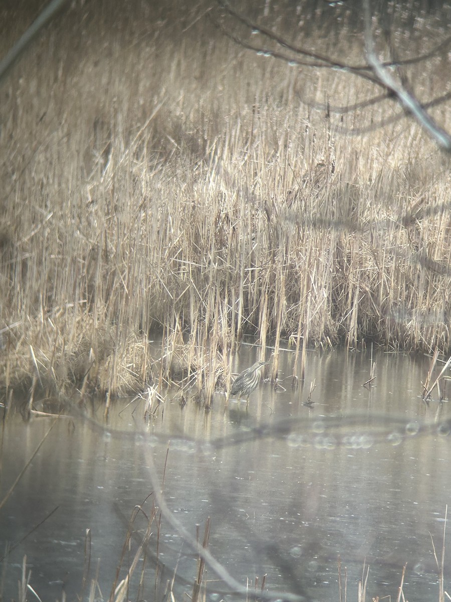 American Bittern - ML633282564