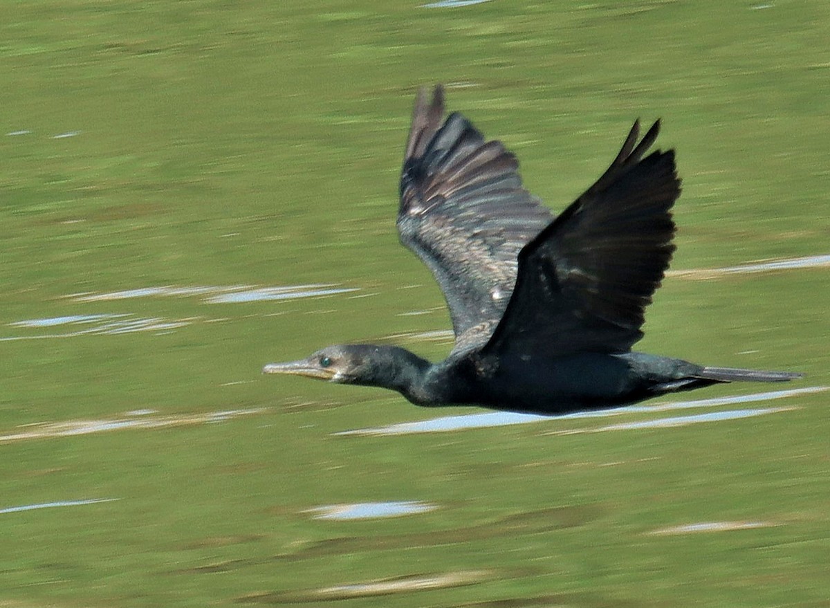 Индийский баклан - ML633282572