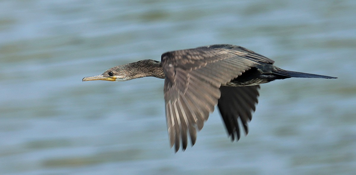 Индийский баклан - ML633282574