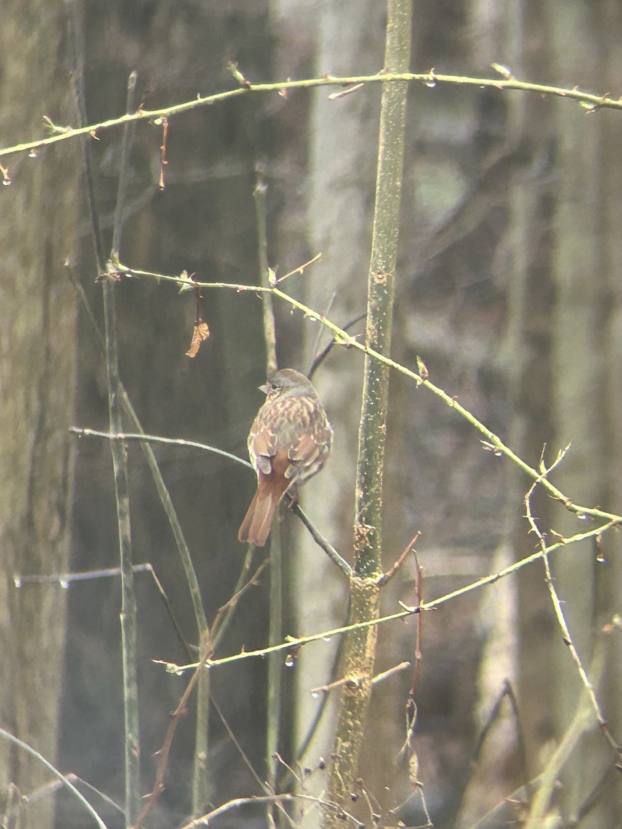 Fox Sparrow - ML633282577