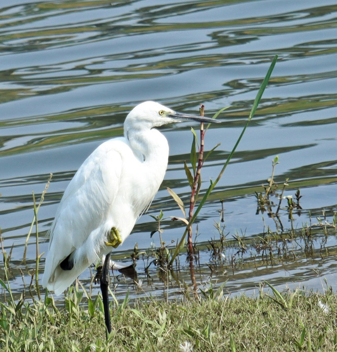 Малая белая цапля - ML633282582