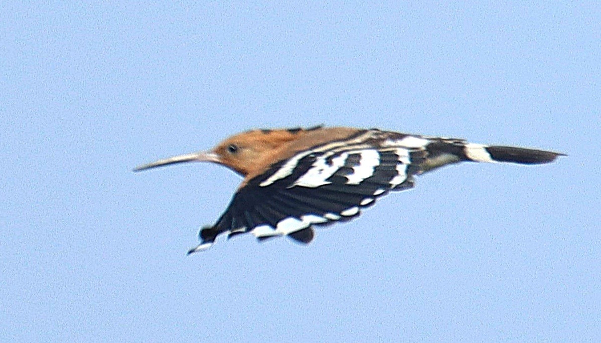 Удод - ML633282590