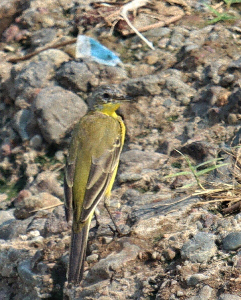 Жёлтая трясогузка - ML633282600