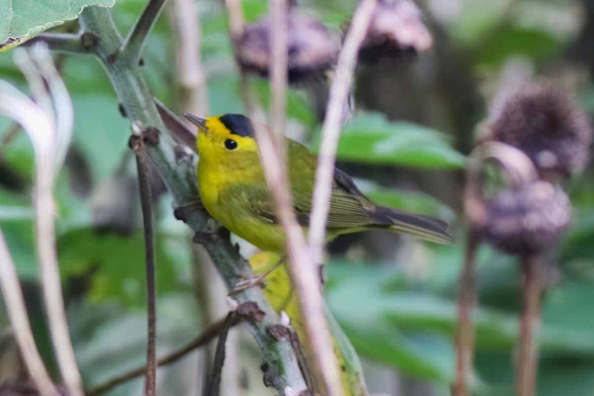 Wilson's Warbler - ML633282915