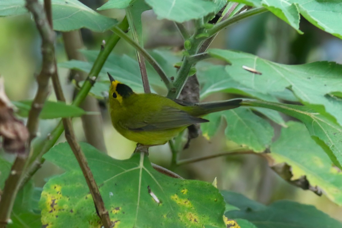 Wilson's Warbler - ML633282916