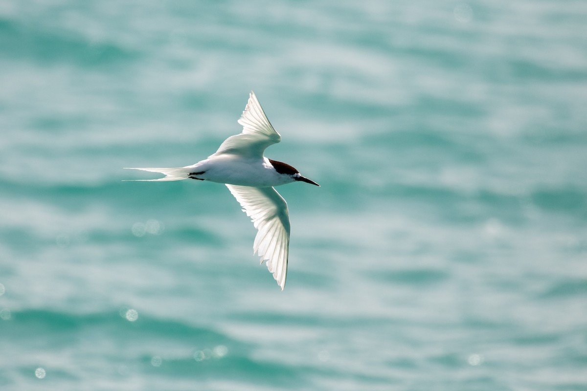 White-fronted Tern - ML633282928