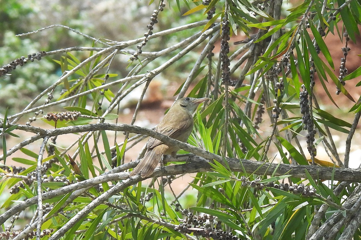 Thick-billed Warbler - ML633282959