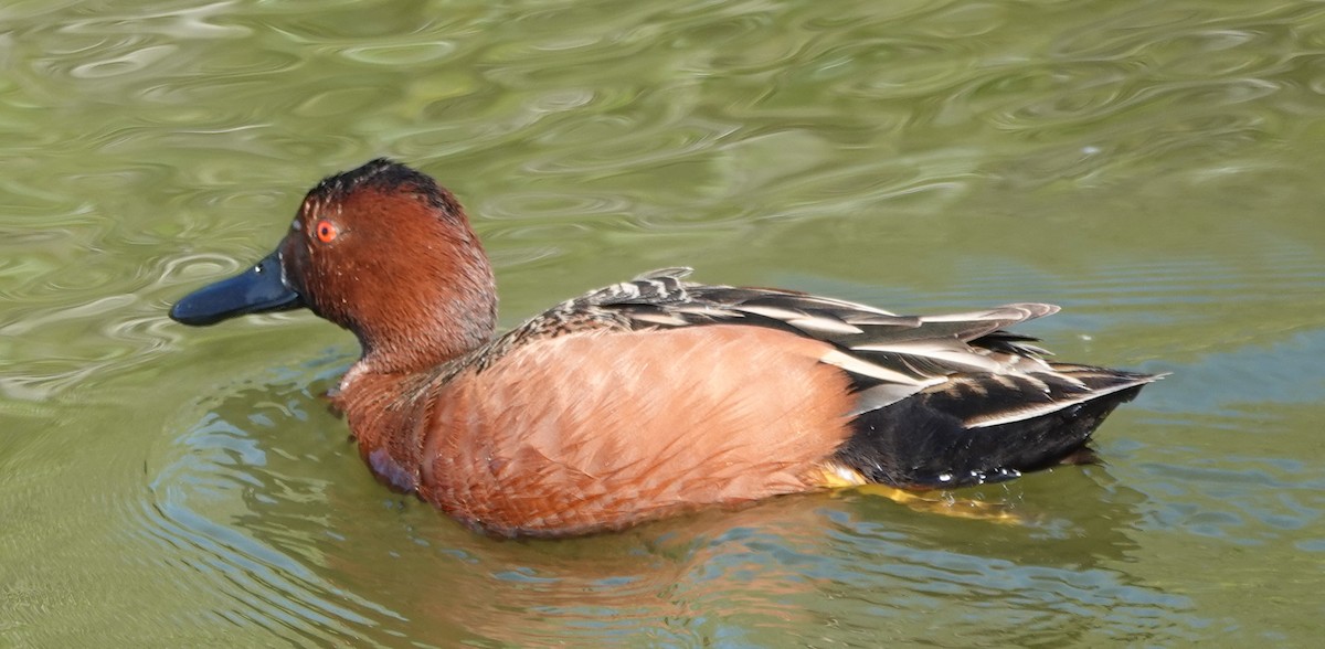 Cinnamon Teal - ML633283057