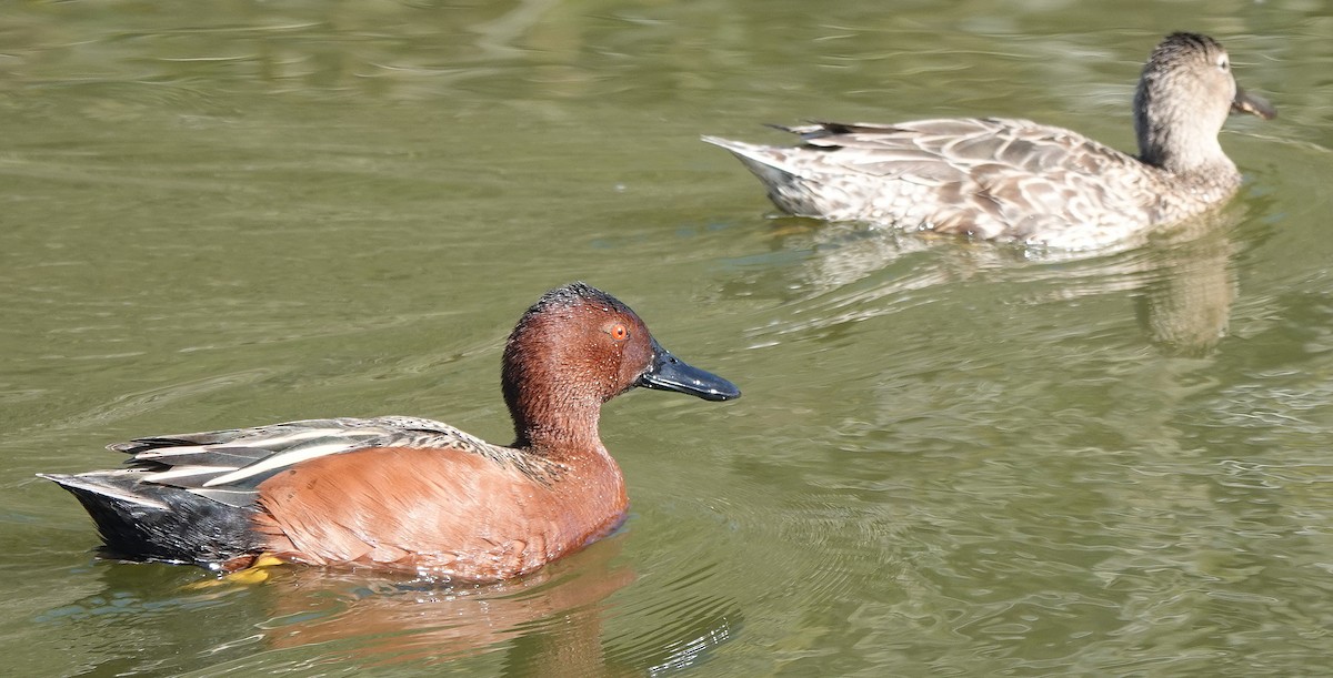 Cinnamon Teal - ML633283059