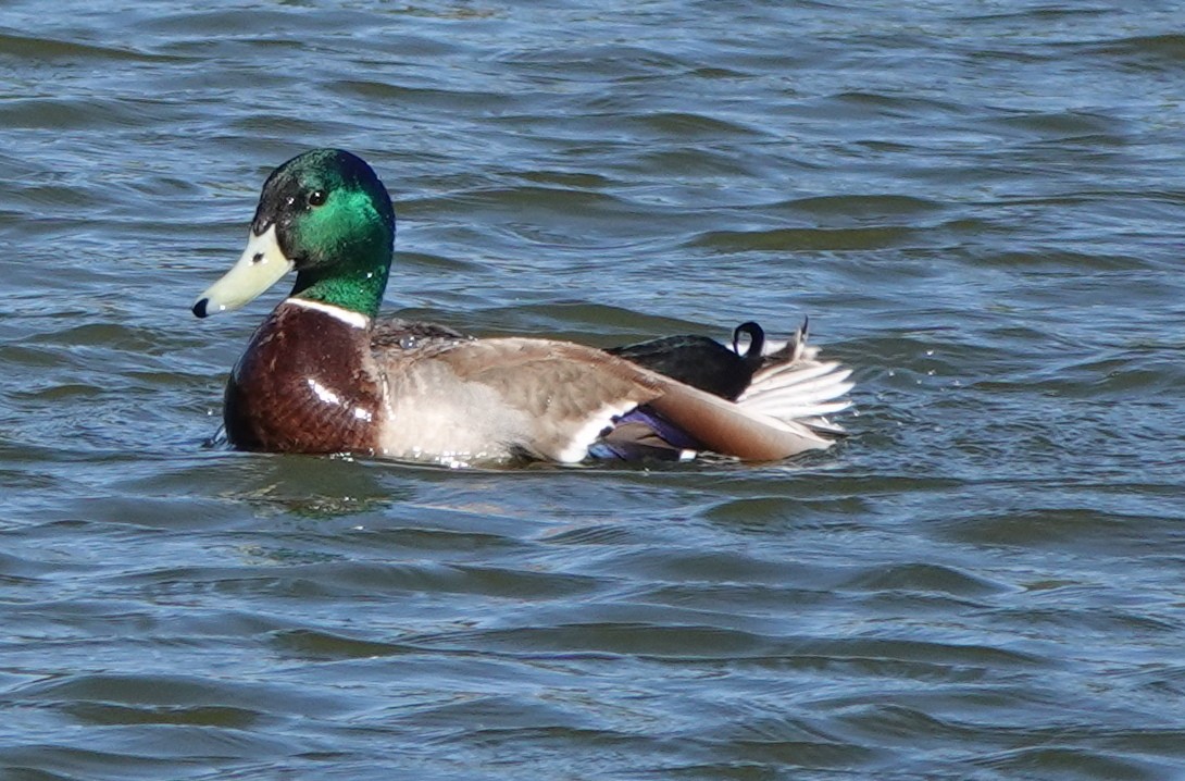 Mallard - ML633283065