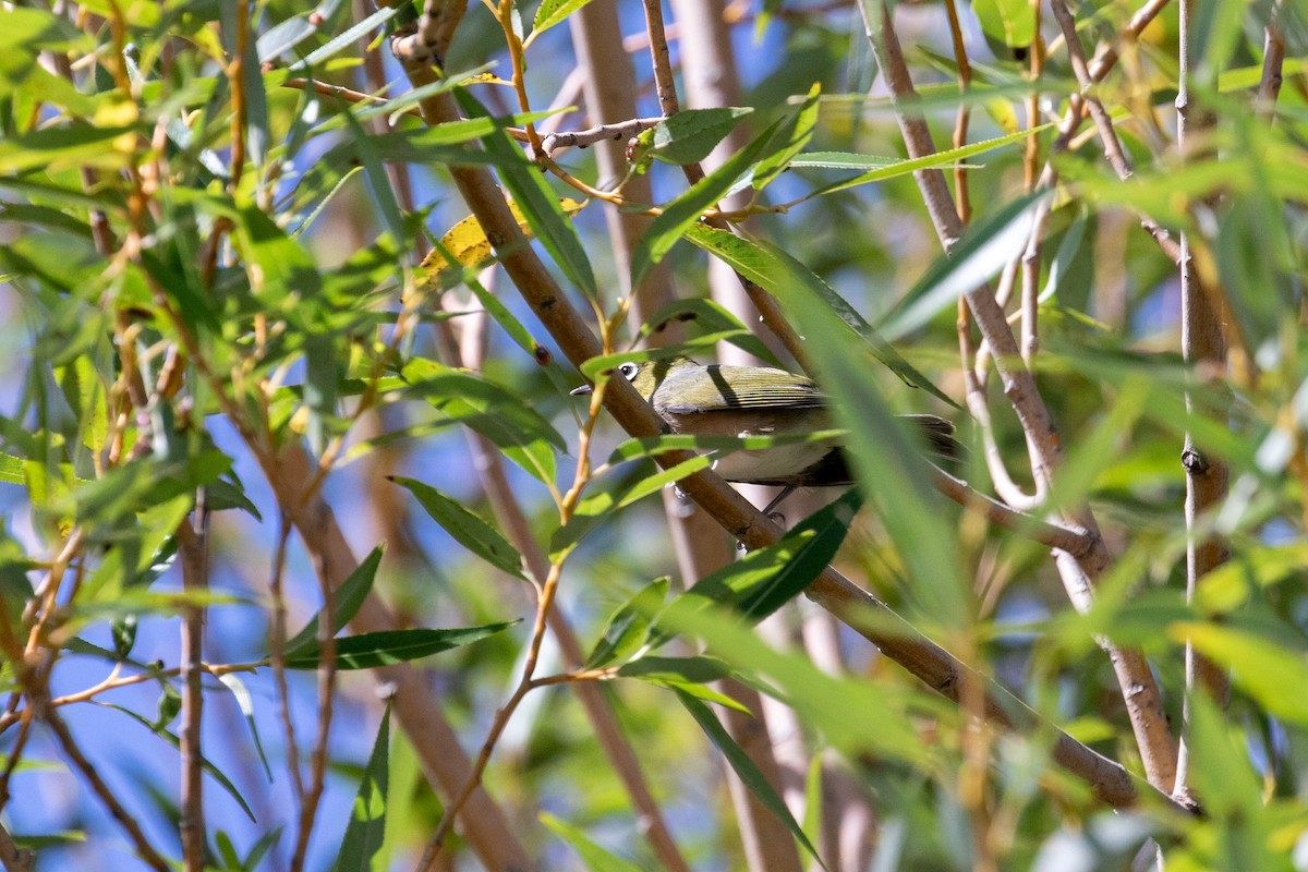 Silvereye - ML633283066