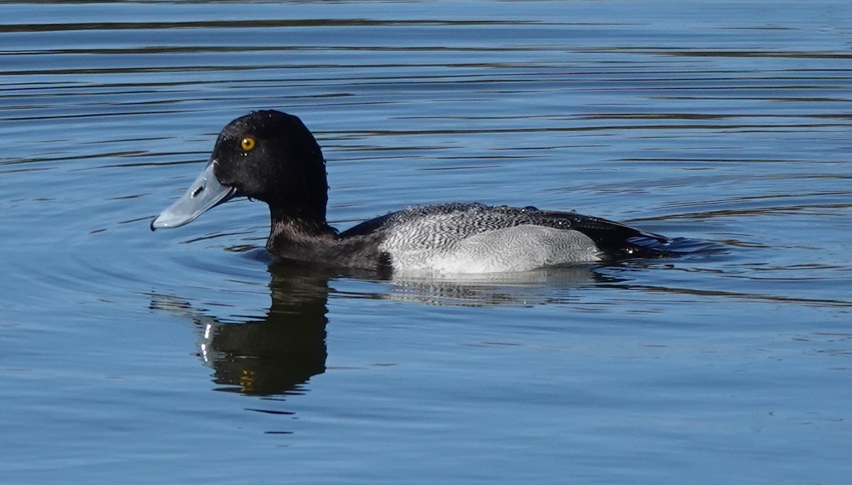 Lesser Scaup - ML633283068
