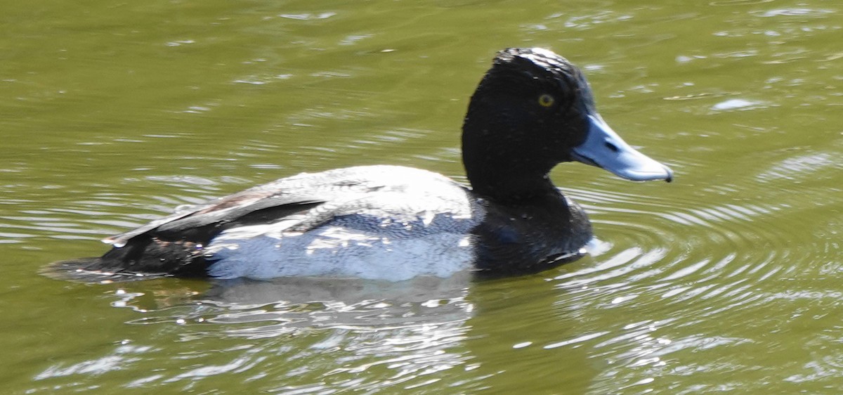 Lesser Scaup - ML633283069