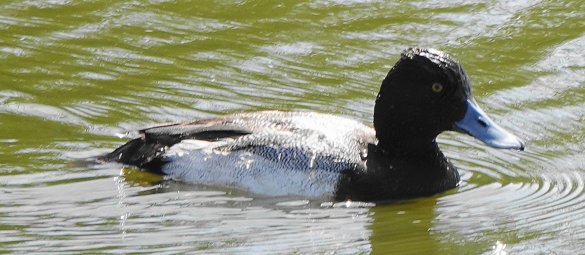 Lesser Scaup - ML633283070