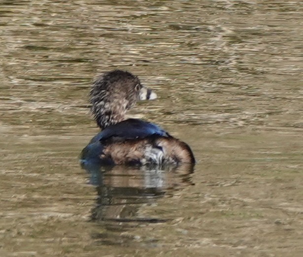 Pied-billed Grebe - ML633283080