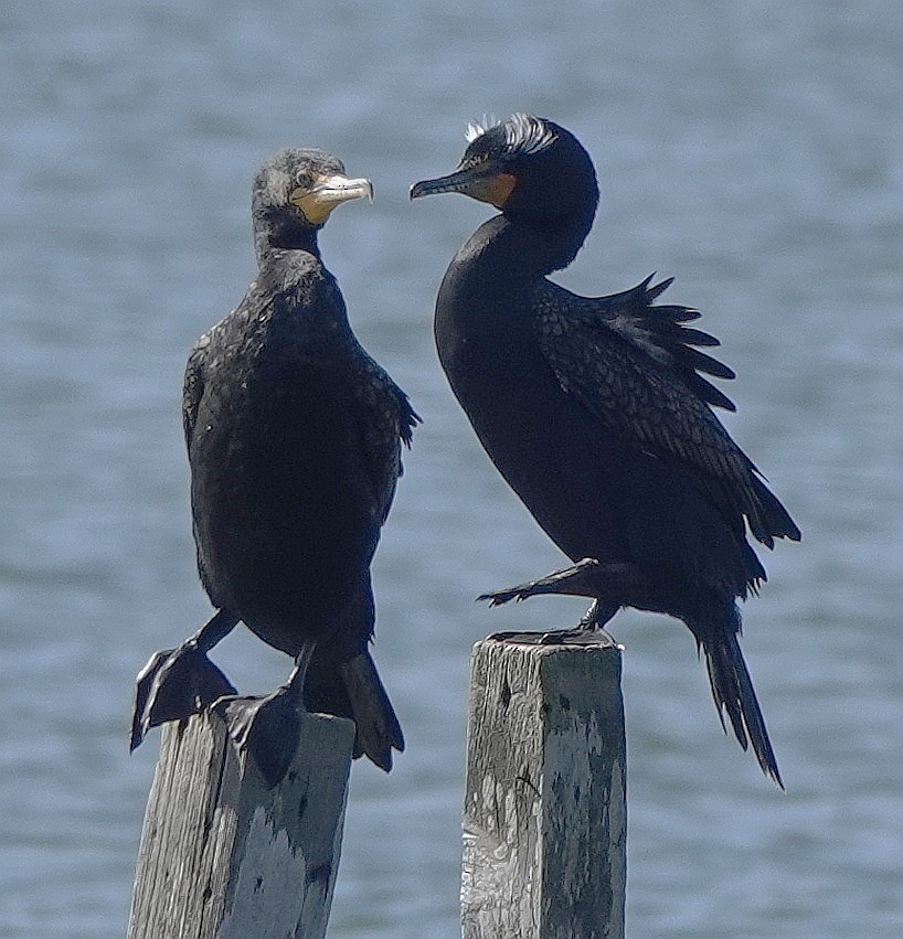 Double-crested Cormorant - ML633283087