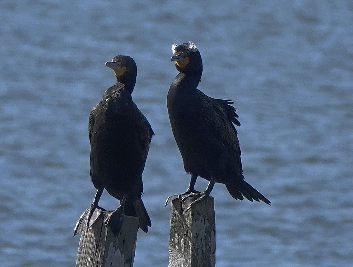 Double-crested Cormorant - ML633283088