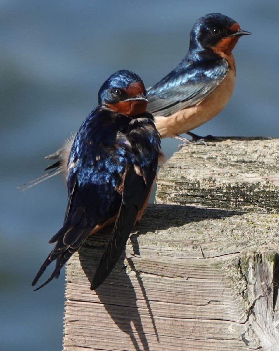 Barn Swallow - ML633283113