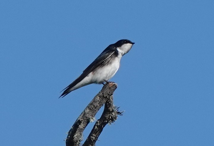 Tree Swallow - ML633283150