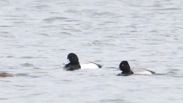 Greater Scaup - ML633283157