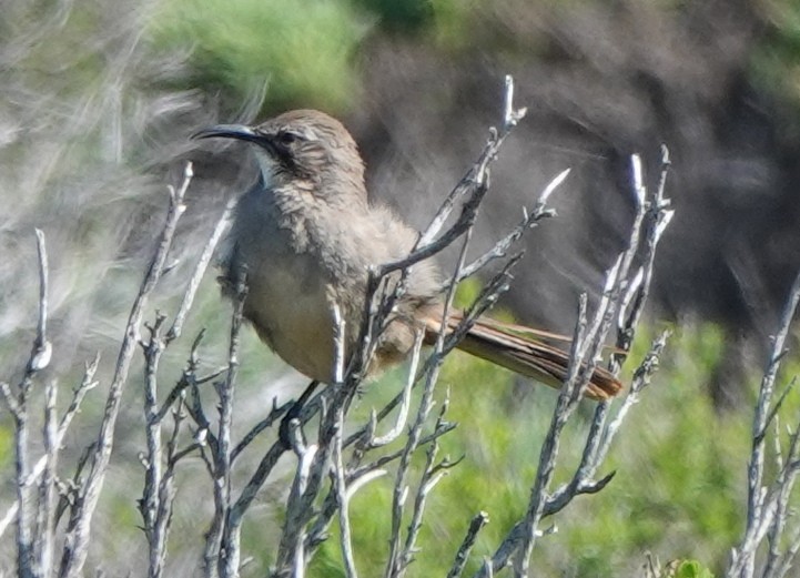California Thrasher - ML633283190