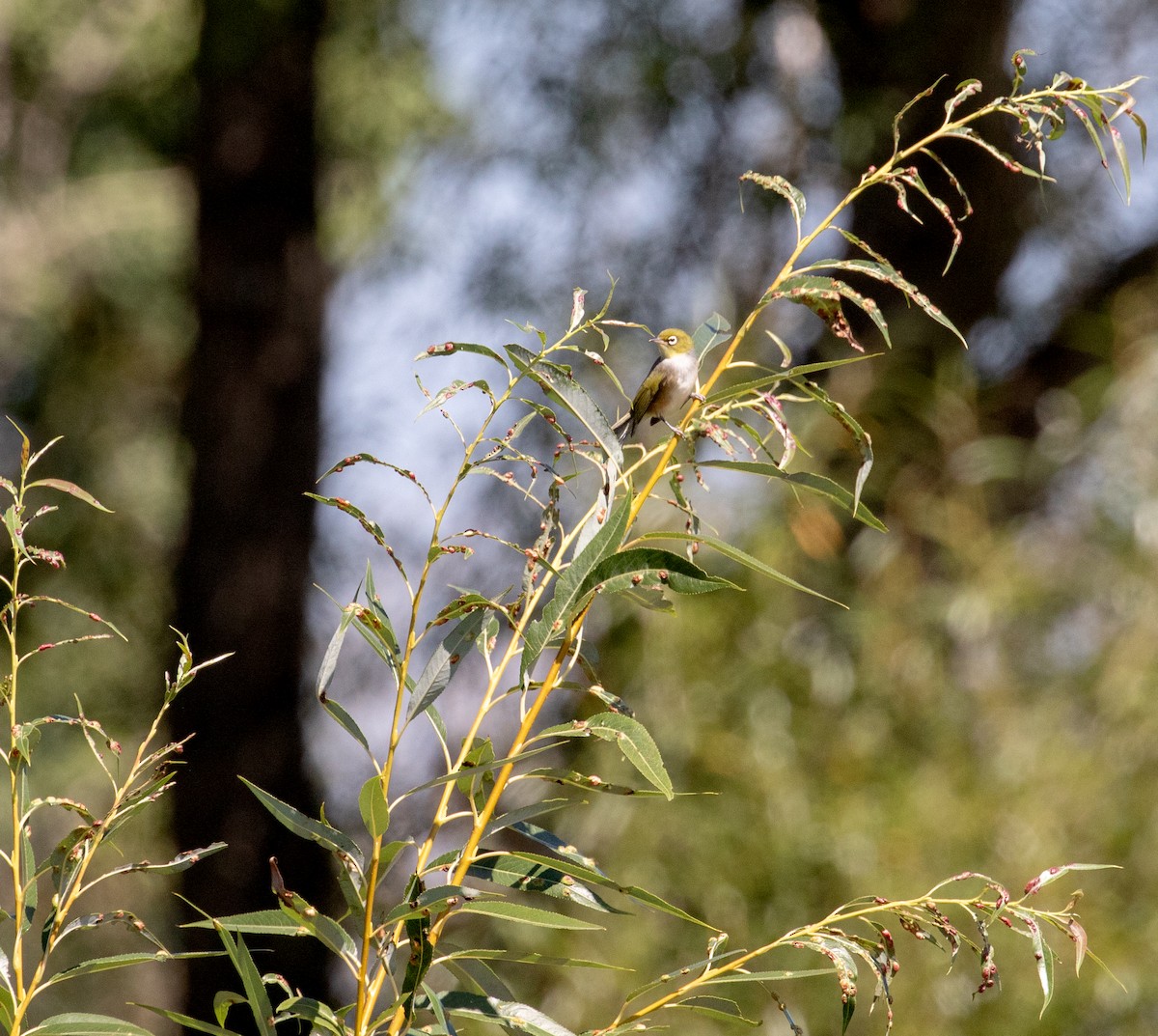 Silvereye - ML633283290