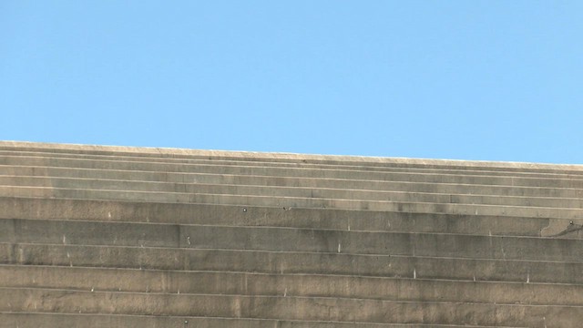Pacific Heron - ML633283297