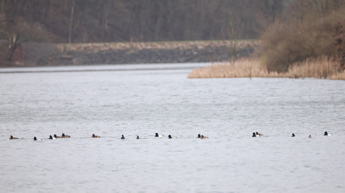 Greater Scaup - ML633283366