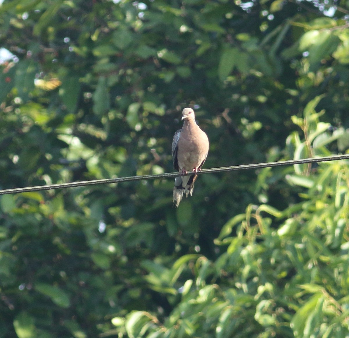Spotted Dove - ML633283689