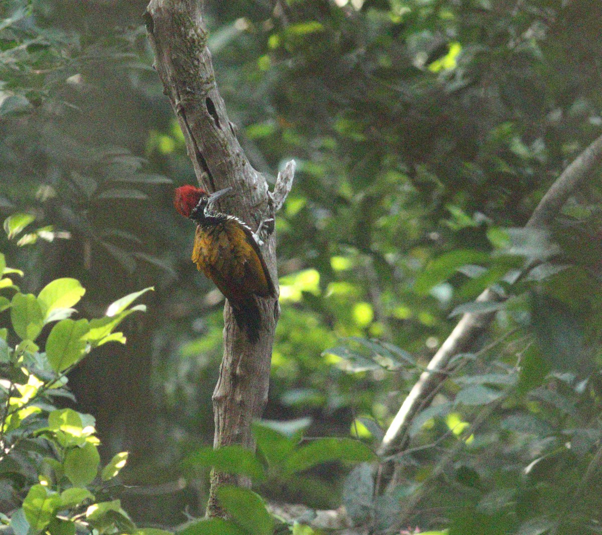 Malabar Flameback - ML633283714