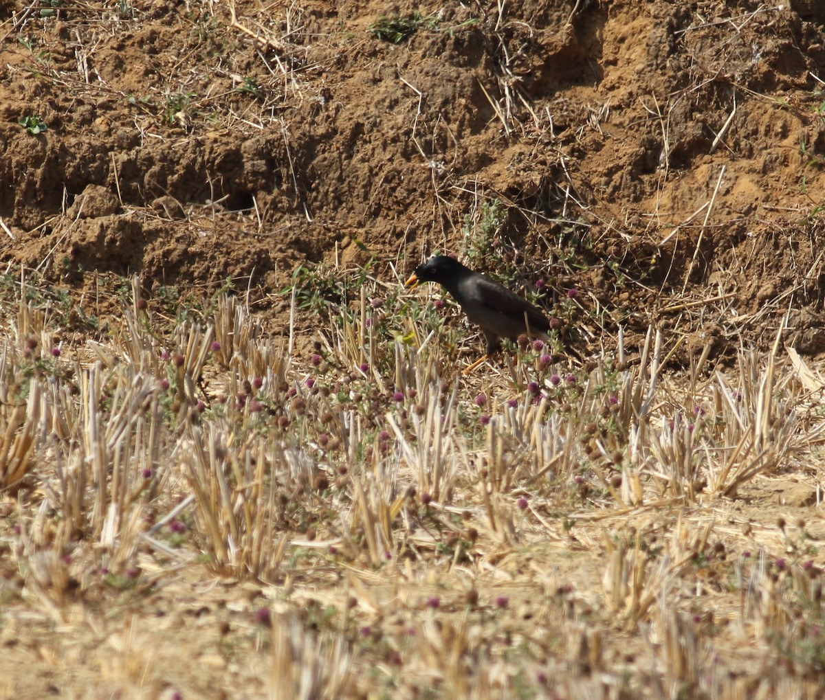 Jungle Myna - ML633283776