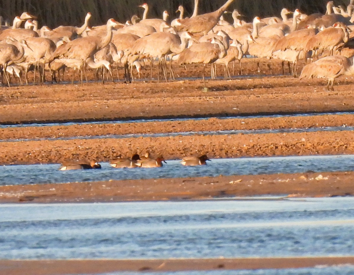 Green-winged Teal - ML633283809