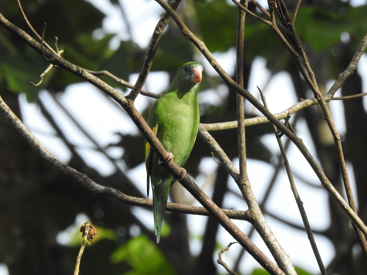 White-winged Parakeet - Diana Patricia Deaza Curico