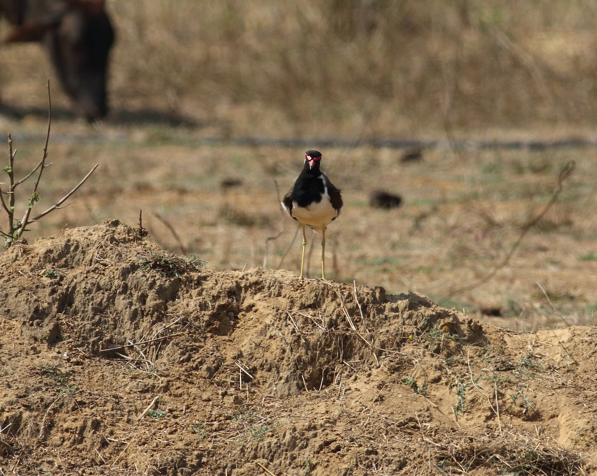 Red-wattled Lapwing - ML633283844