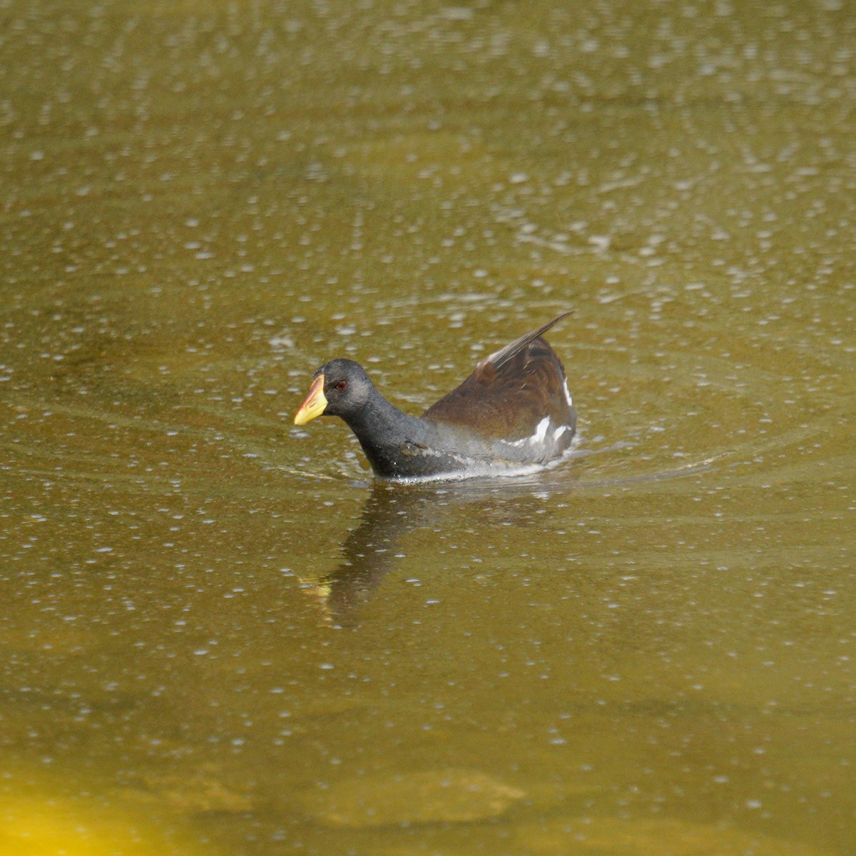 Lesser Moorhen - ML633283918