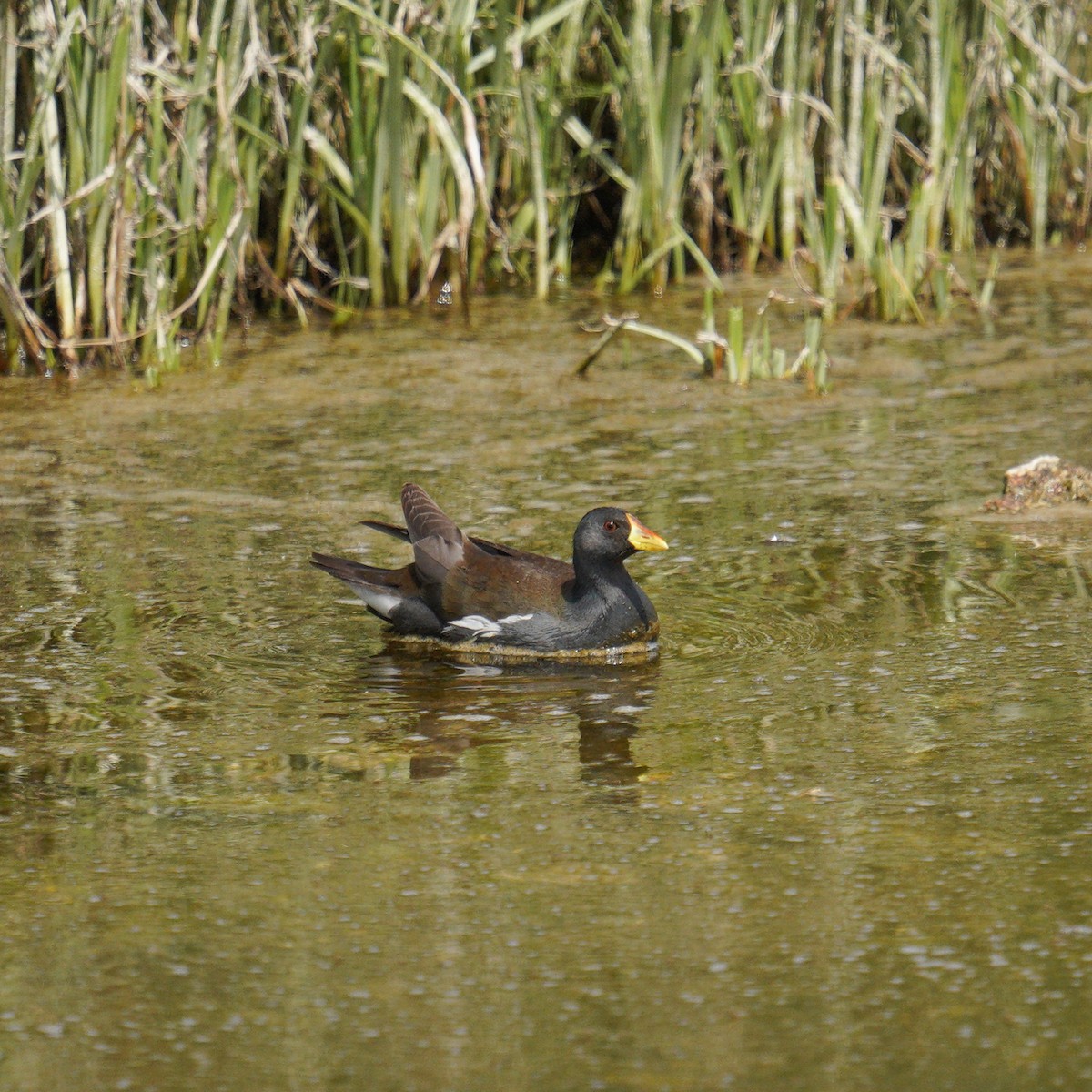 Lesser Moorhen - ML633283919