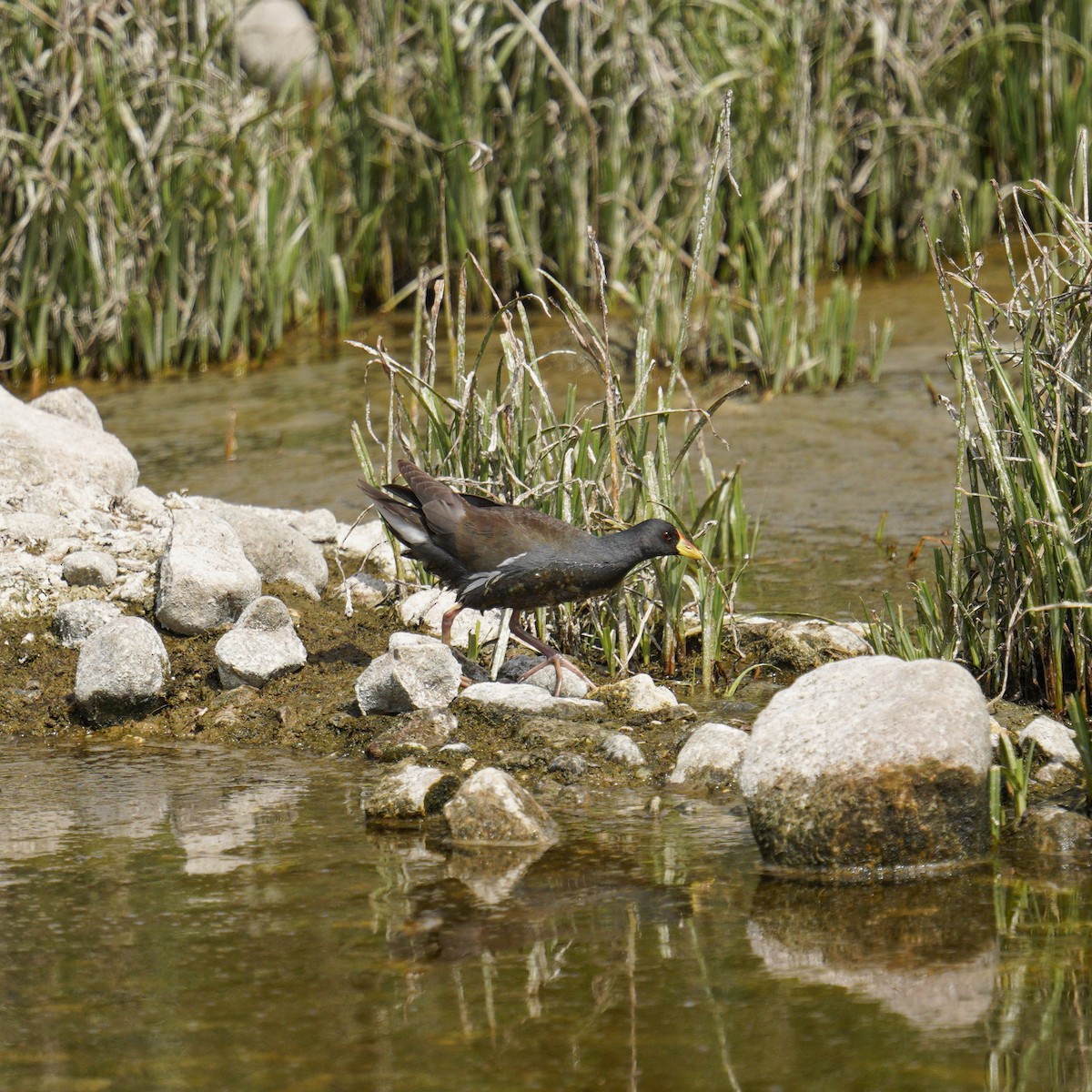 Lesser Moorhen - ML633283920