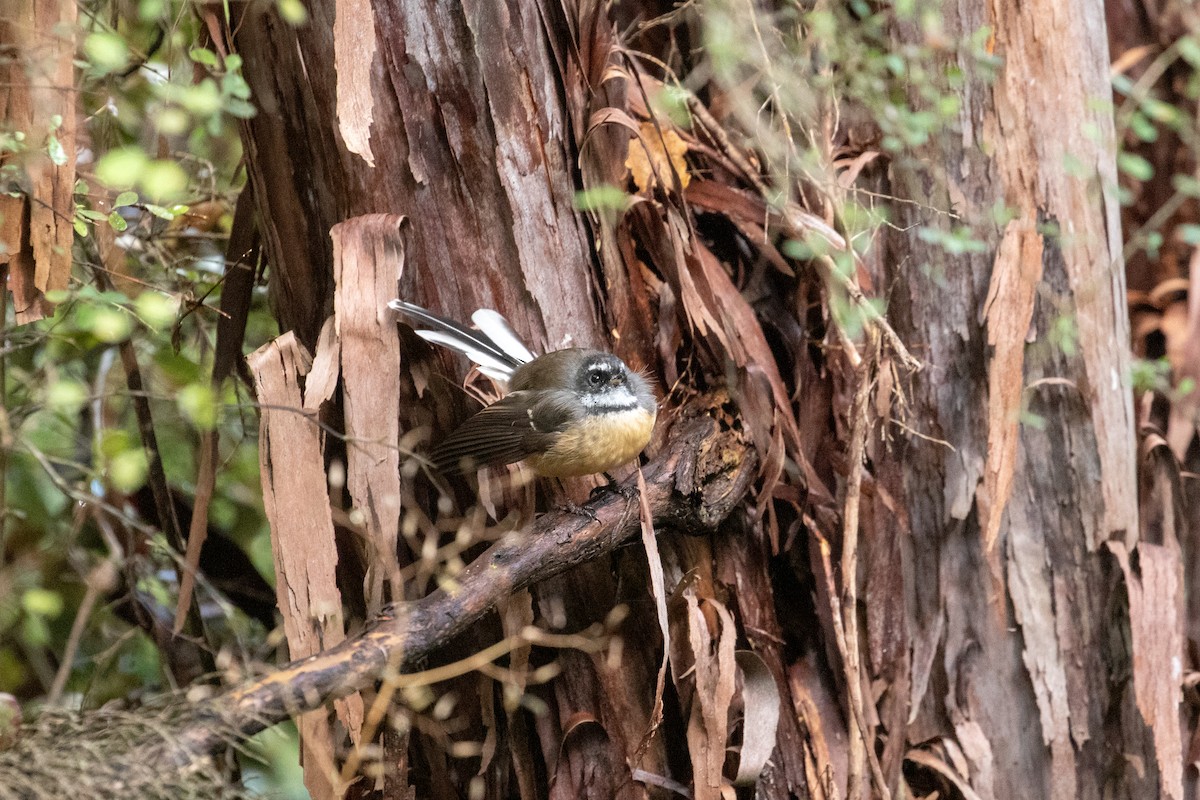 New Zealand Fantail - ML633284071