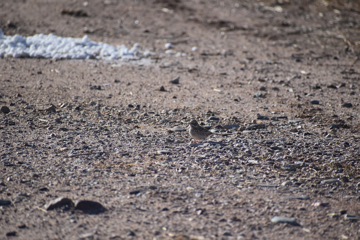 Vesper Sparrow - ML633284270