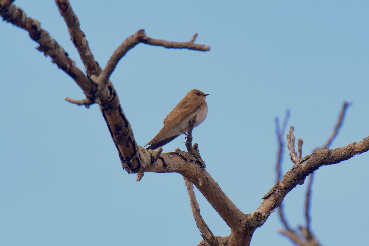 Northern Rough-winged Swallow - ML633284623