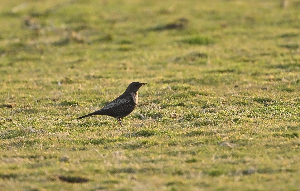 Zozo paparzuria - ML633284686