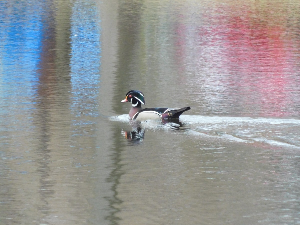 Wood Duck - ML633284711