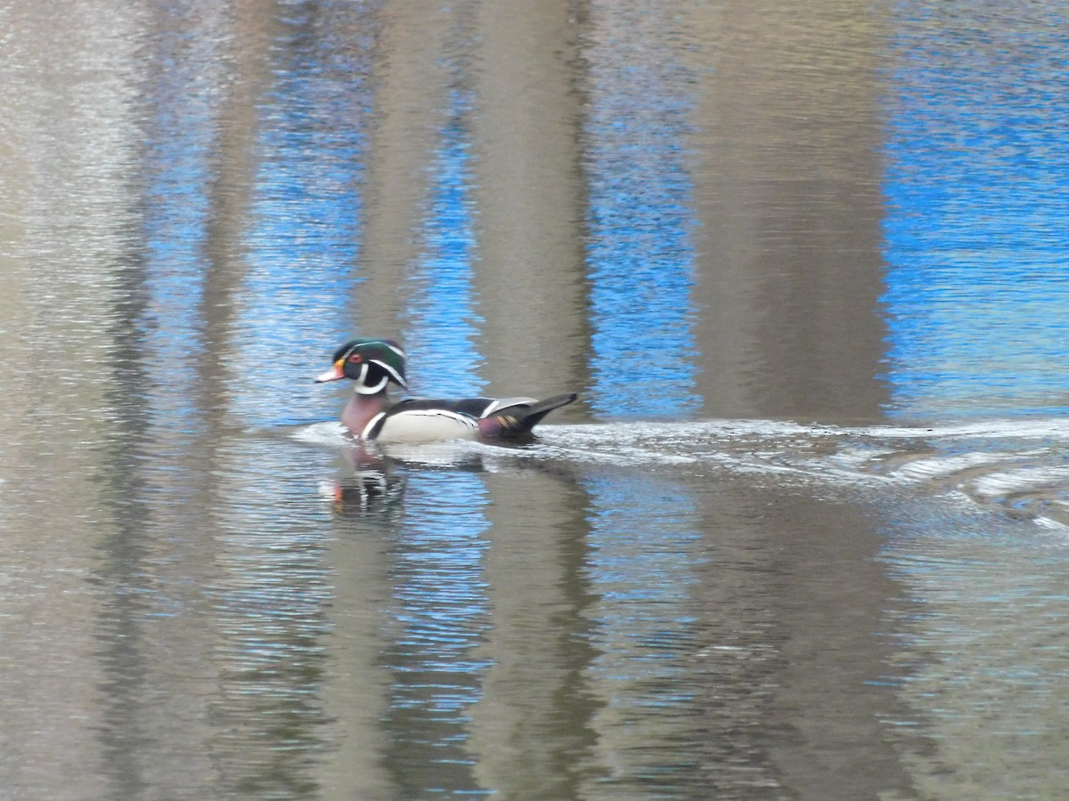 Wood Duck - ML633284713