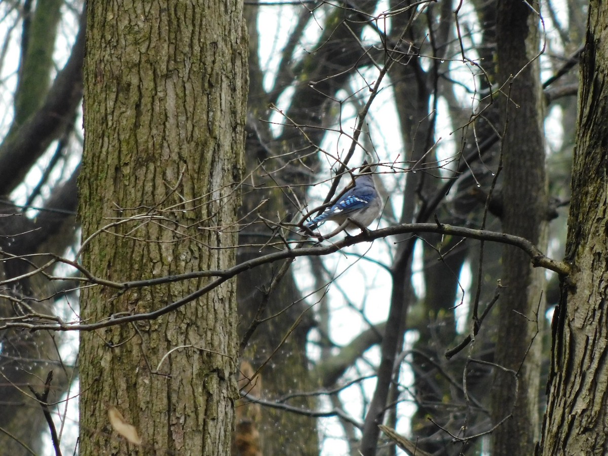 Blue Jay - ML633284741