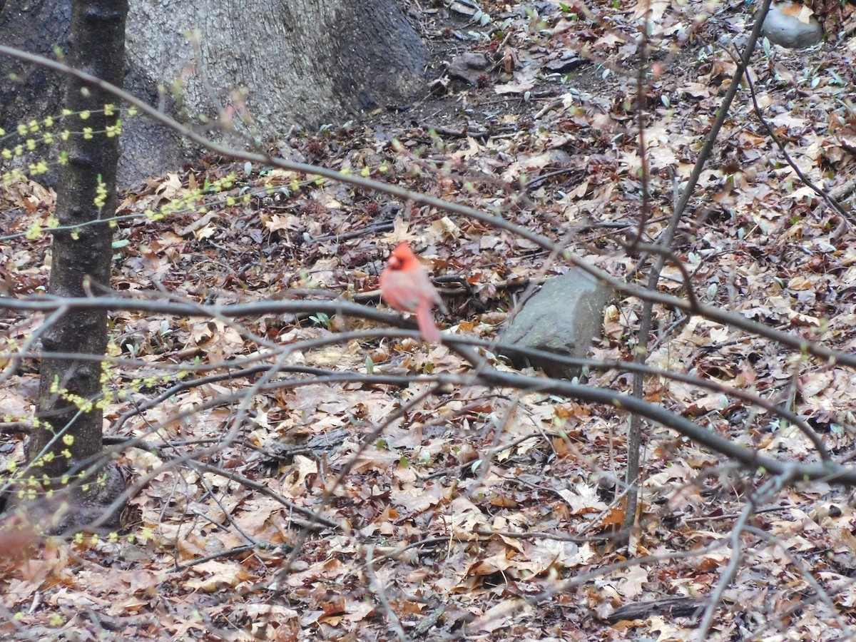 Northern Cardinal - ML633284792