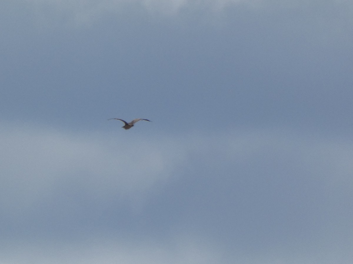 American Bittern - ML633284816