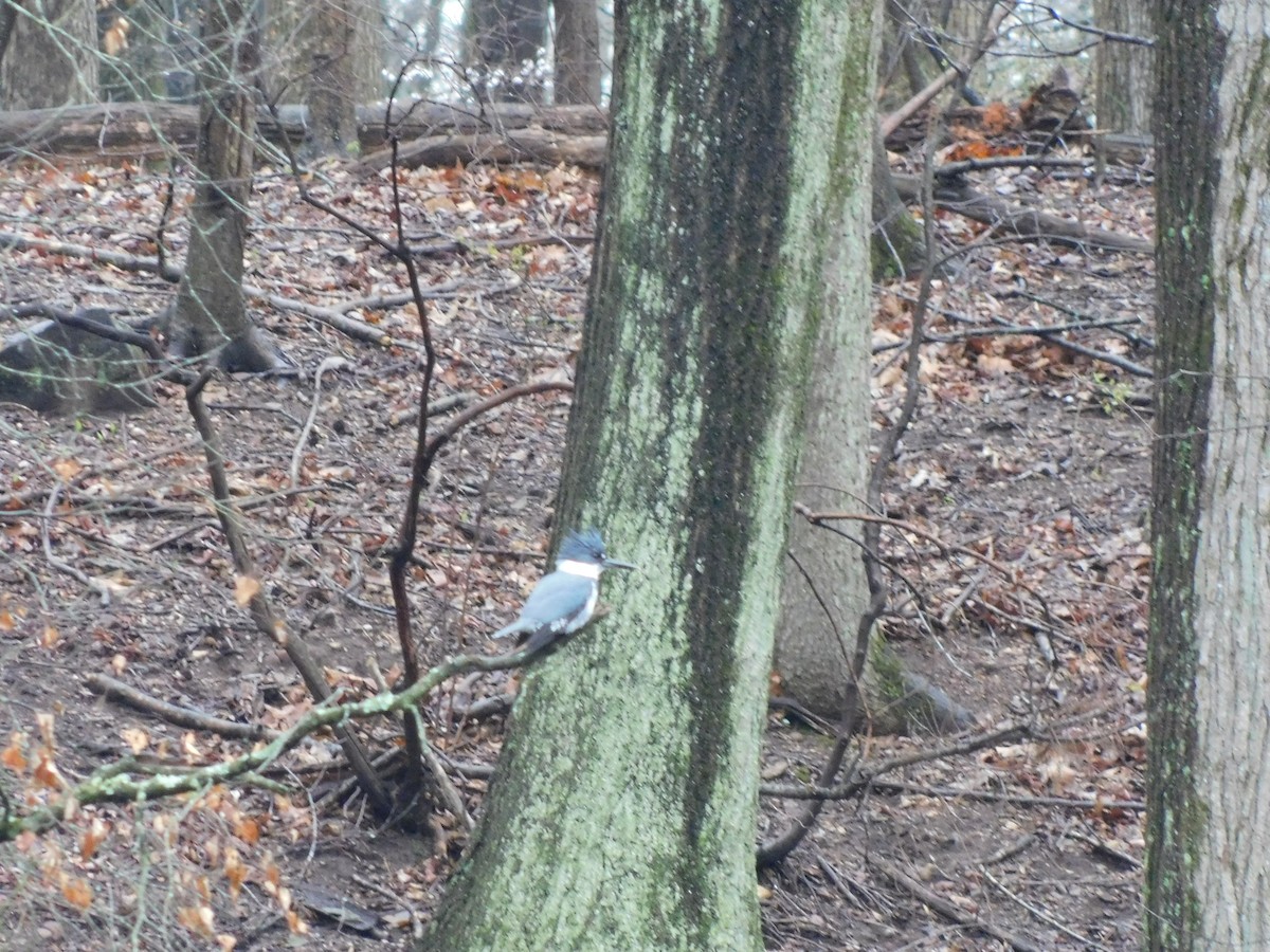 Belted Kingfisher - ML633284845